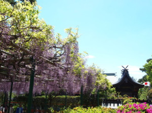 住吉神社の藤の花